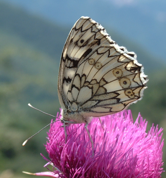 Melanargia russiae